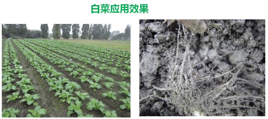氨基寡糖素 - 植物的免疫衛士，根結線蟲的克星